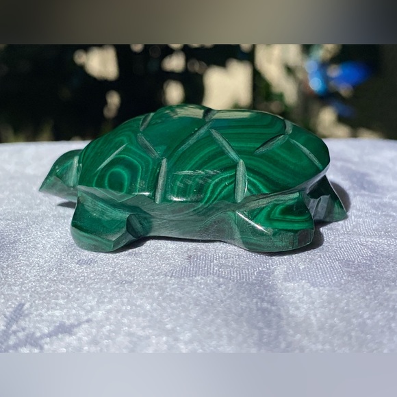Malachite Turtle - Picture 3 of 16